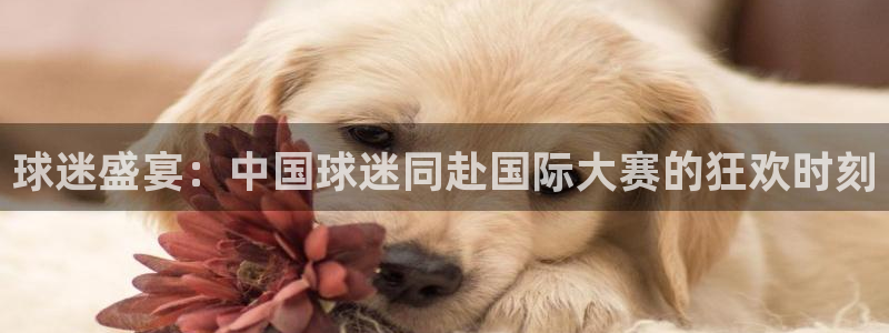 2026世界杯亚洲预选赛:球迷盛宴:中国球迷同赴国际大赛的狂欢时刻